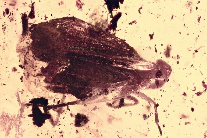 Detailed Fossil Planthopper (Fulgoroidea) In Baltic Amber #330650